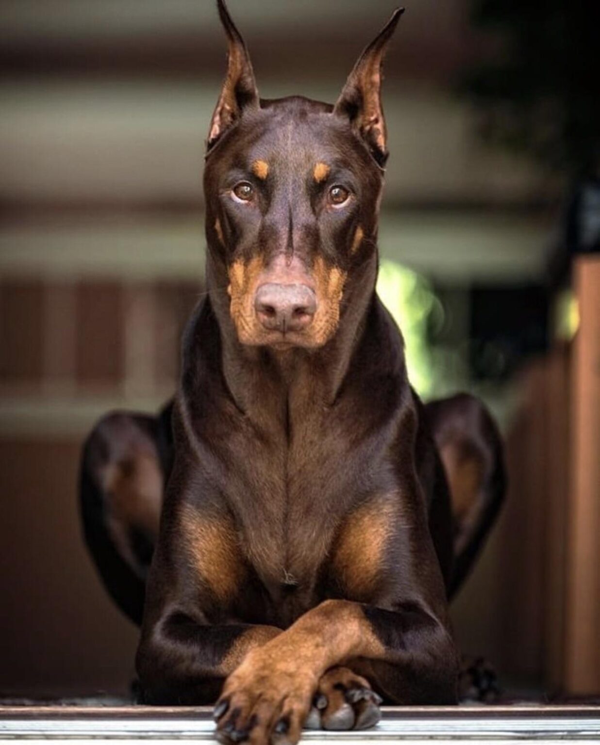 8 Dog Breeds That Might Surprise You (Dangerous!) - ntv6ajy